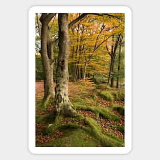 Brathay Woods #2 Sticker